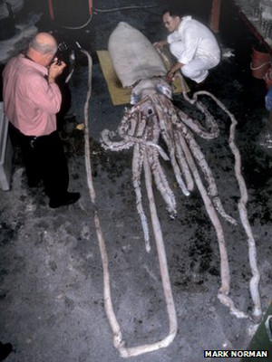 Illustration for article titled Geneticists: Giant squid are “very weird”